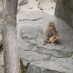 Wenzhou Zoo - Wenzhou