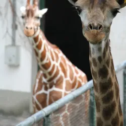 Wenzhou Zoo - Wenzhou