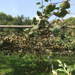 Wuhan Botanical Garden - Wuhan