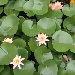 Wuhan Botanical Garden - Wuhan