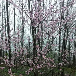 Luoshan Mountain - Xinyang