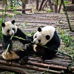 Bifengxia Giant Panda Base - Ya'an