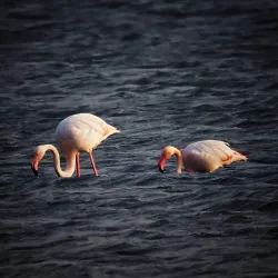 Dongtai Yancheng Coastal Wetland Park - Yancheng