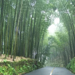 Shunan Bamboo Sea - Yibin