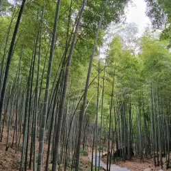 Yixing Bamboo Forest - Yixing