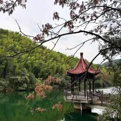Yixing Bamboo Forest - Yixing