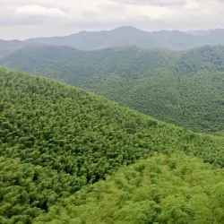 Yixing Bamboo Forest - Yixing