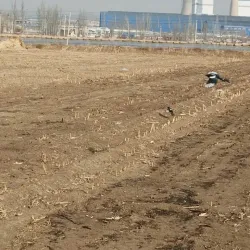Zhangbei Grassland - Zhangjiakou