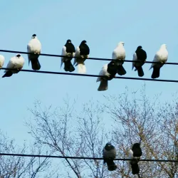 Zhangbei Grassland - Zhangjiakou