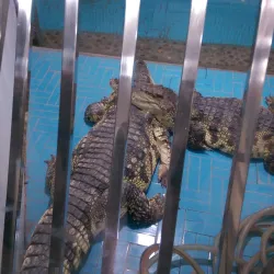 Zhengzhou Zoo - Zhengzhou