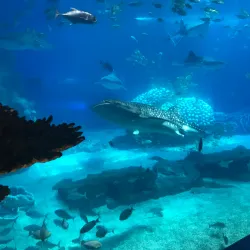 Chimelong Ocean Kingdom - Zhuhai