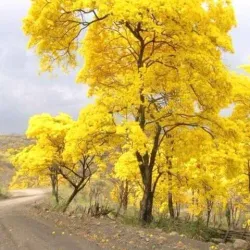 Los Llanos Plains - Arauca