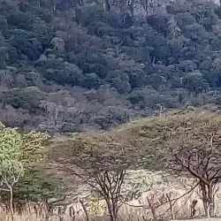 Los Llanos Plains - Arauca