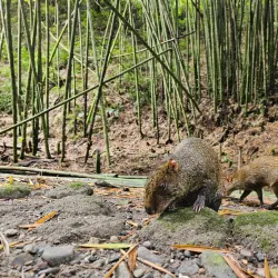 La Tebaida Park - Armenia