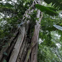 Quindío Botanical Garden - Armenia