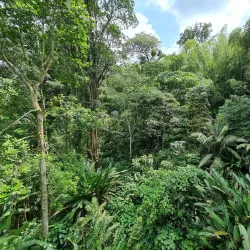 Quindío Botanical Garden - Armenia