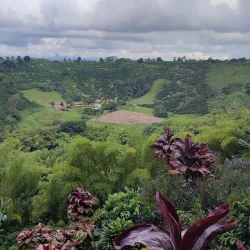 Recuca Coffee Farm - Armenia