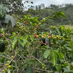 Coffee Farm Tours (Fincas Cafeteras) - Caldas