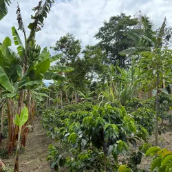 Coffee Farm Tours (Fincas Cafeteras) - Caldas