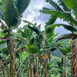 Coffee Farm Tours (Fincas Cafeteras) - Caldas