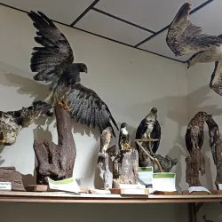 Museum of Natural History of Caldas - Caldas