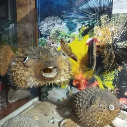 Museum of Natural History of Caldas - Caldas