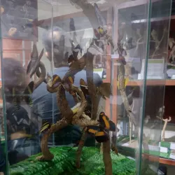 Museum of Natural History of Caldas - Caldas