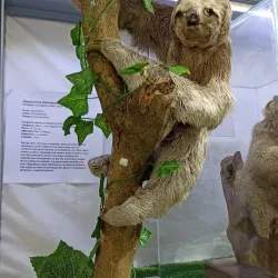 Museum of Natural History of Caldas - Caldas