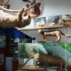 Museum of Natural History of Caldas - Caldas