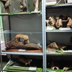 Museum of Natural History of Caldas - Caldas