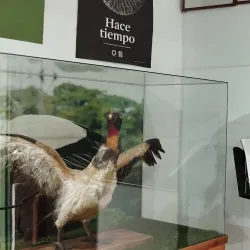 Museum of Natural History of Caldas - Caldas