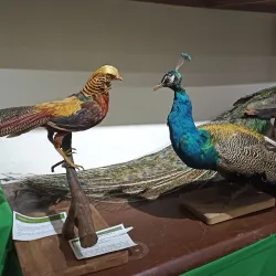 Museum of Natural History of Caldas - Caldas