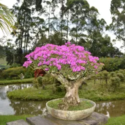 Recinto del Pensamiento - Caldas