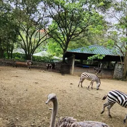 Zoológico de Cali (Cali Zoo) - Cali