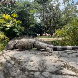 Zoológico de Cali (Cali Zoo) - Cali
