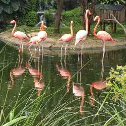 Zoológico de Cali (Cali Zoo) - Cali