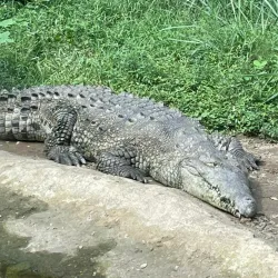 Zoológico de Cali (Cali Zoo) - Cali