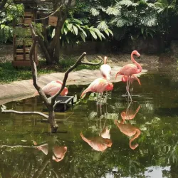 Zoológico de Cali (Cali Zoo) - Cali