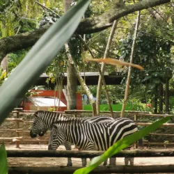 Zoológico de Cali (Cali Zoo) - Cali