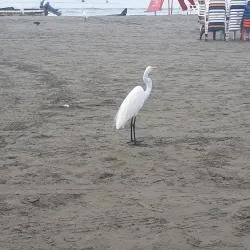 Bocagrande Beach - Cartagena