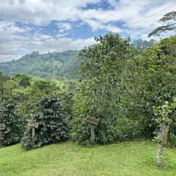 El Ocaso Ecological Reserve - Chinchina