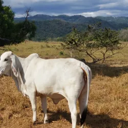 La Florida Waterfall - Chinchina