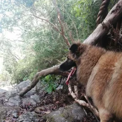 La Florida Waterfall - Chinchina