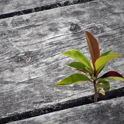 Parque Nacional Natural Tamá - Cucuta