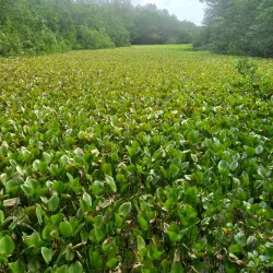 Parque Natural Isla de Salamanca - El Banco