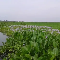 Reserva Natural Ciénaga de Zapatosa - El Banco