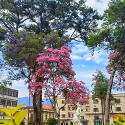Catedral de Ibagué - Ibague