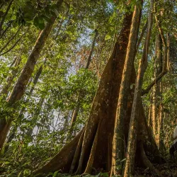 Amacayacu National Park - Leticia