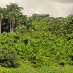 Amacayacu National Park - Leticia