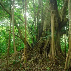 Amazon River Boat Tours - Leticia